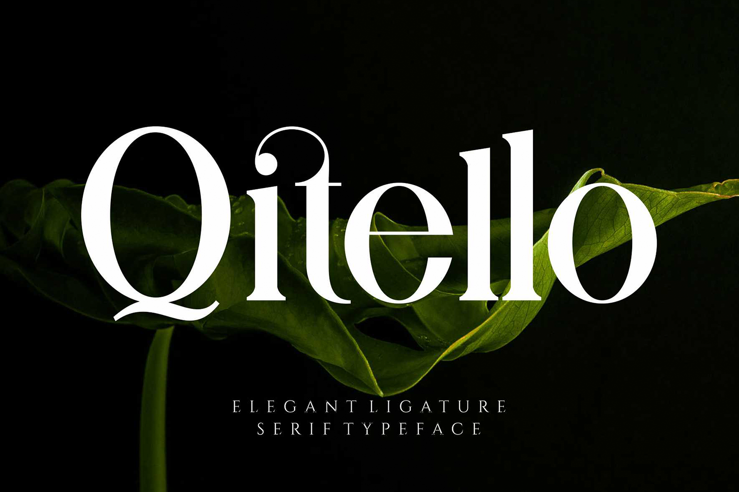 1250 连字英文衬线字体Qitello Ligature Serif Typeface